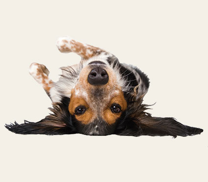 Rollover Dog