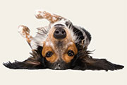 Rollover Dog